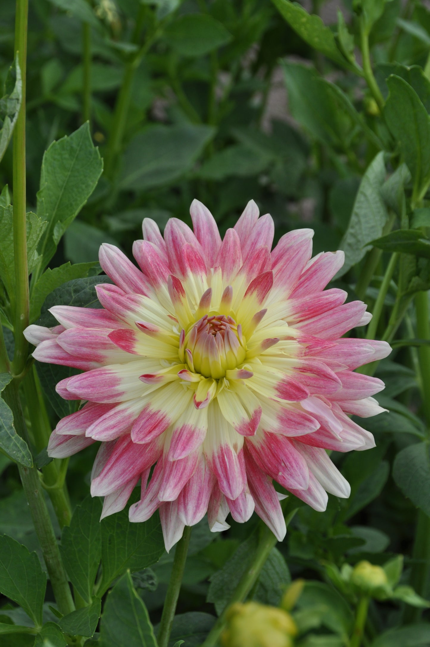 Dahlia Tropical Sunset | Decorative Flowered