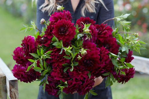Dahlia Admiral Rawlings | Decorative Medium Flowered