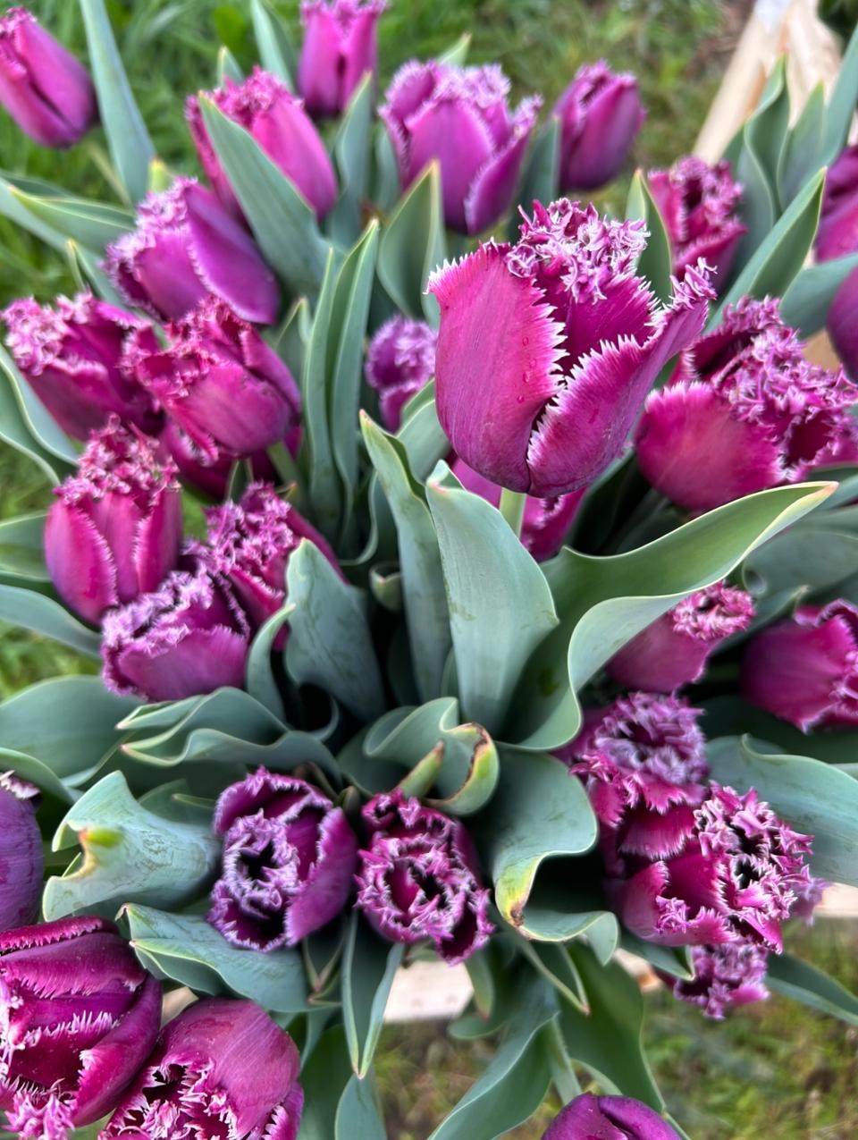 Tulpen Bollen Mix – Bijzondere Collectie (Franse, Lelie-achtige, Parrot, Dubbel & Franje Tulpen)
