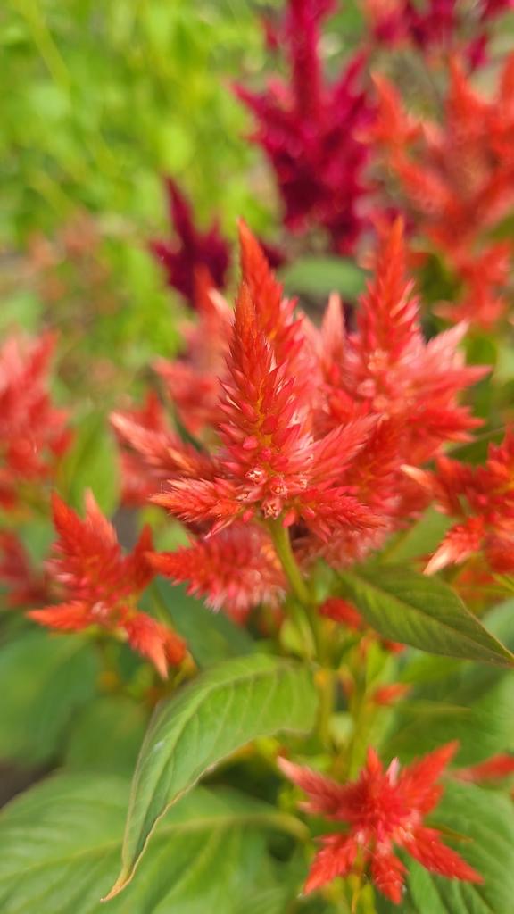 Celosia Celway Orange