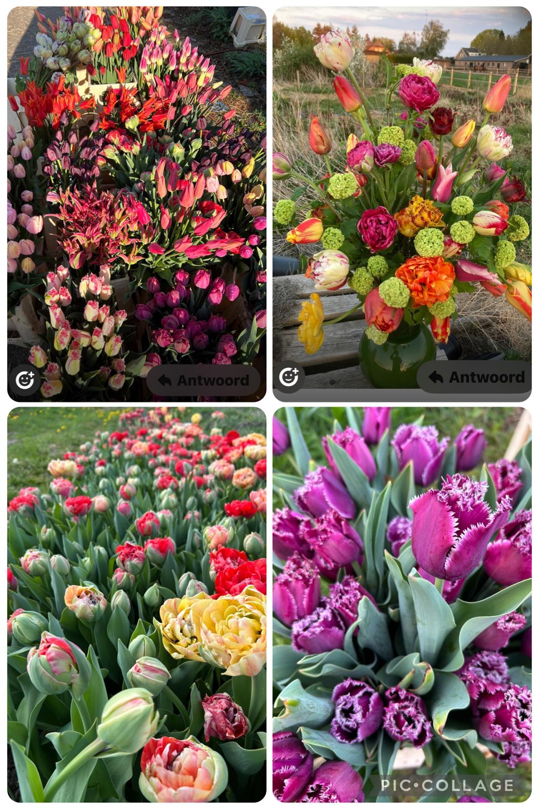 Tulpen Bollen Mix – Bijzondere Collectie (Franse, Lelie-achtige, Parrot, Dubbel & Franje Tulpen)
