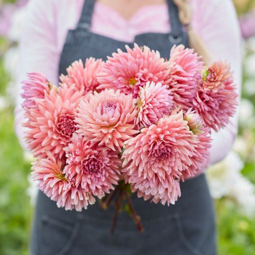 Dahlia Madeleine | Cactus Of Semicactus