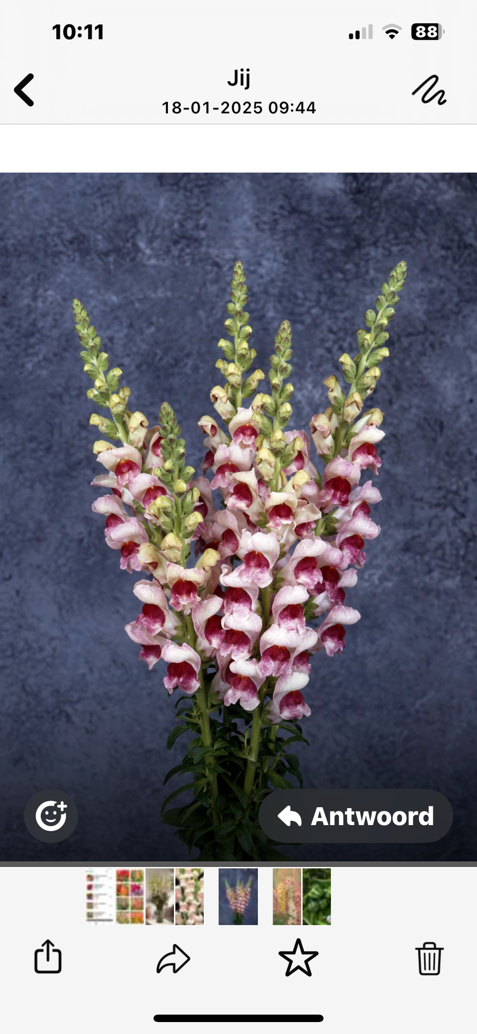Antirrhinum majus Maryland Plumblossom