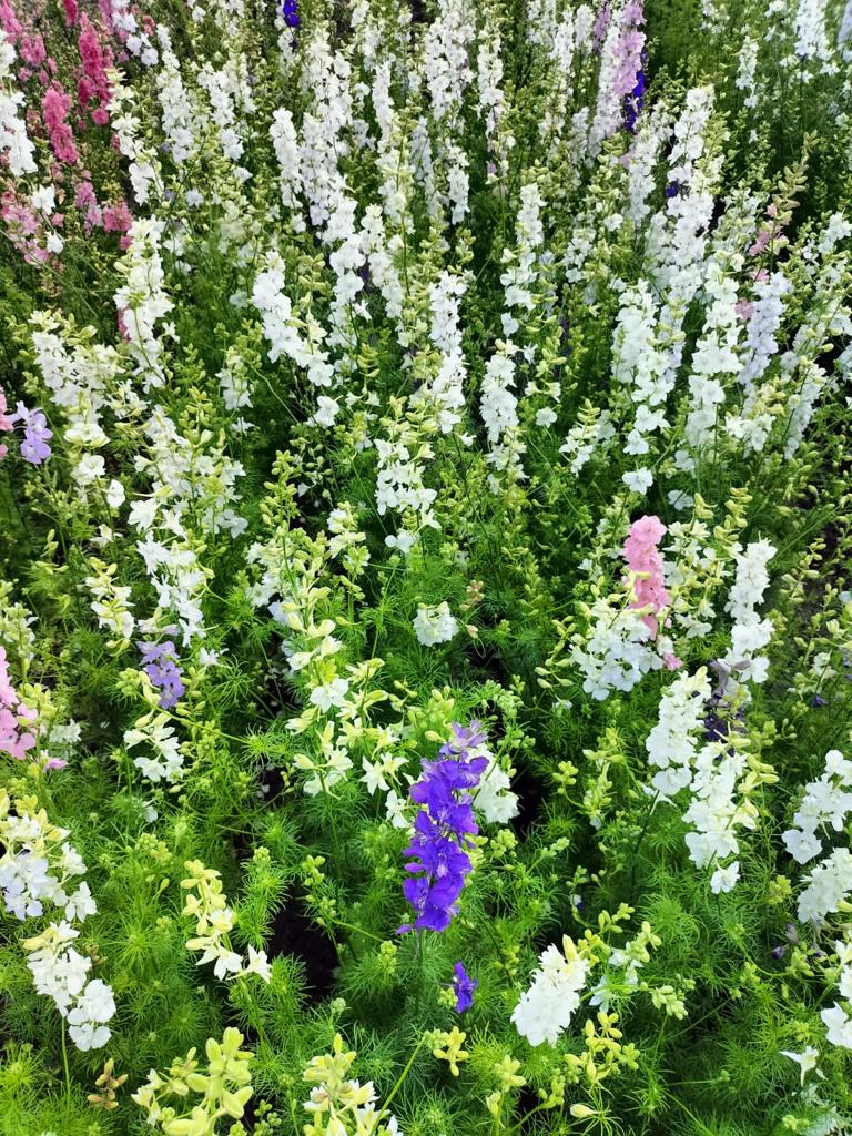 Delphinium consolida