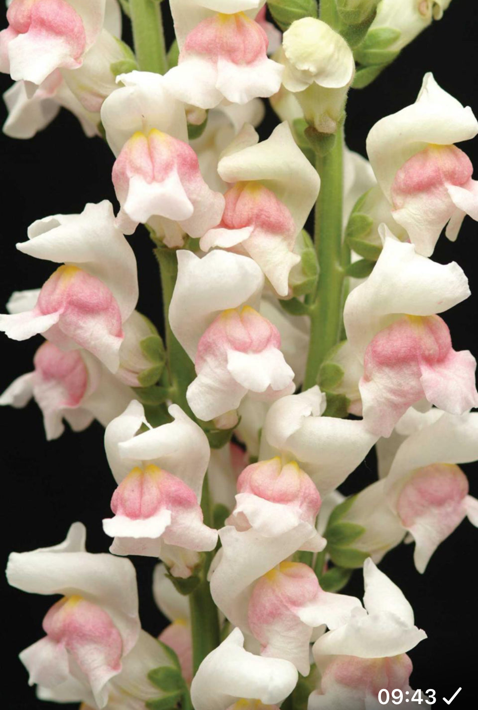 Antirrhinum majus
Maryland Appleblossom