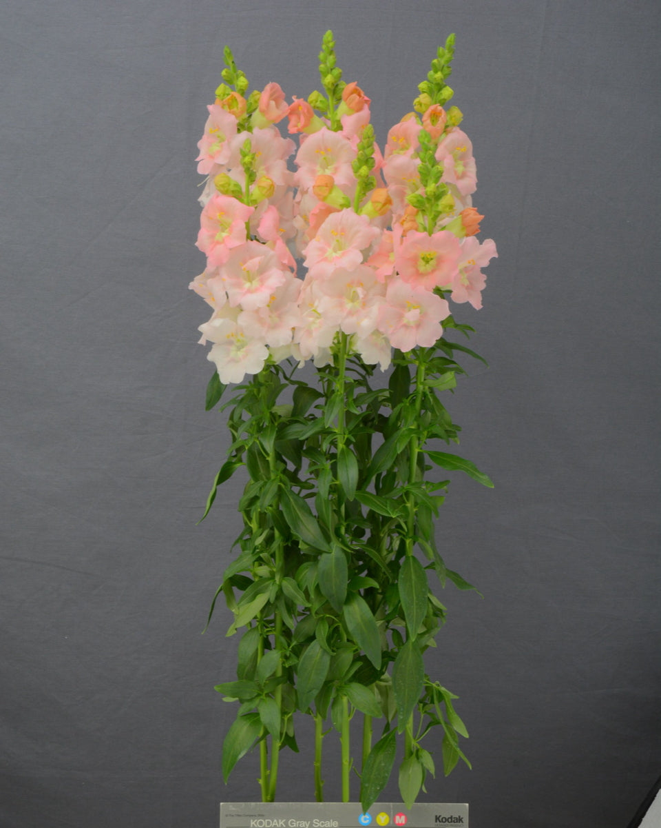 Antirrhinum majus
Frappe light pink 2