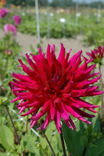 Dahlia Orfeo | Cactus Of Semicactus