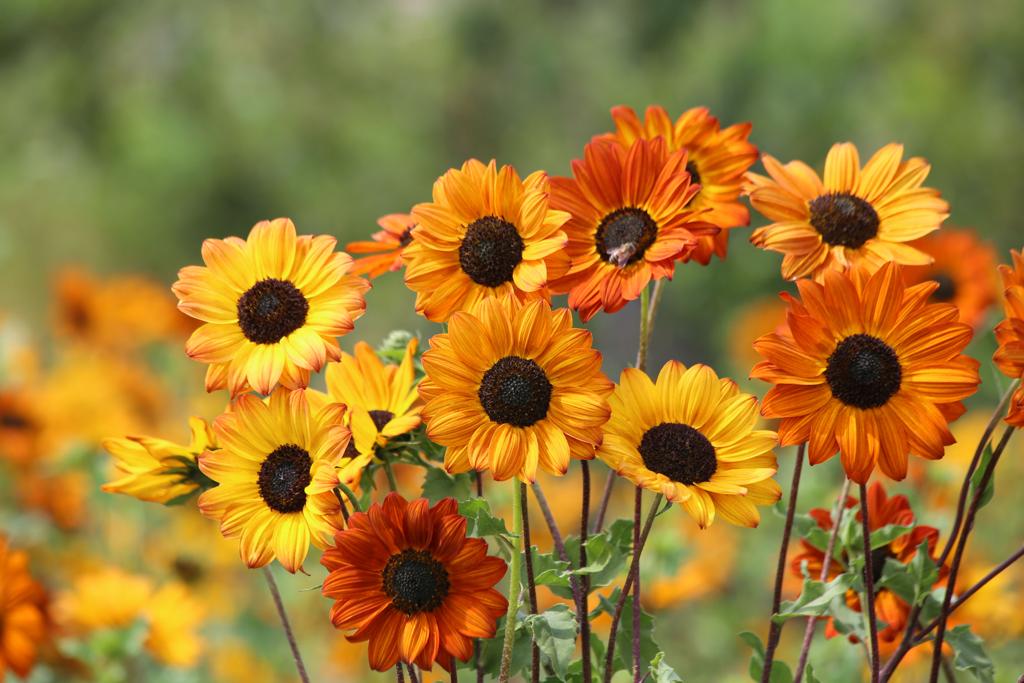 helianthus debilis soluna bronze