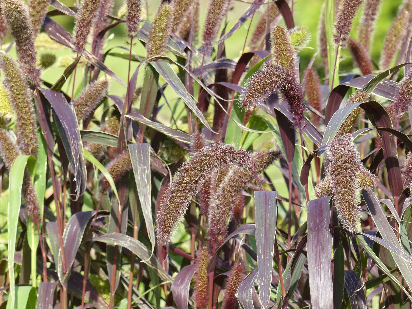 SETARIA italica Red Jewel