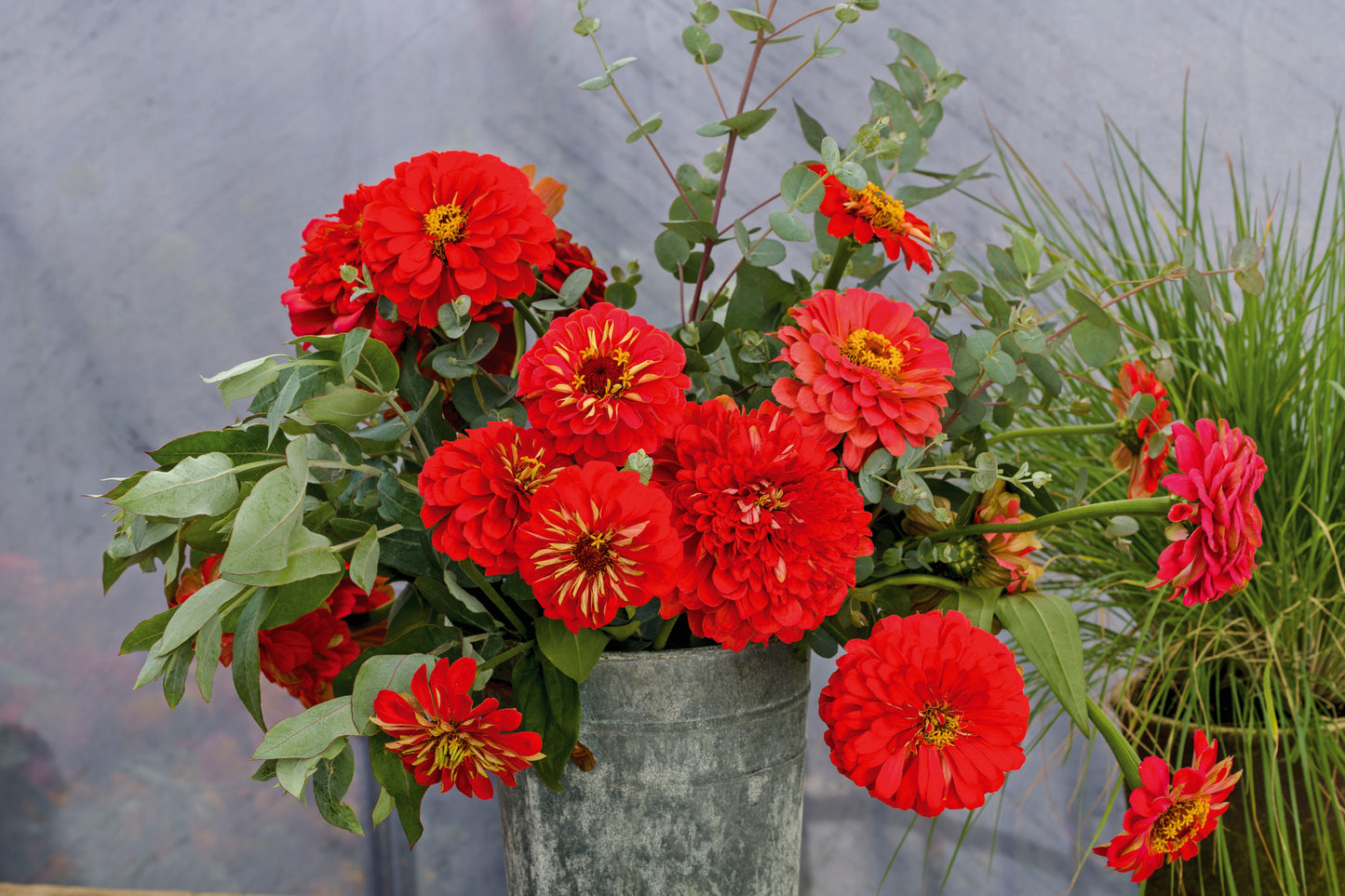 Zinnia elegans
Benary's Giant Scarlet