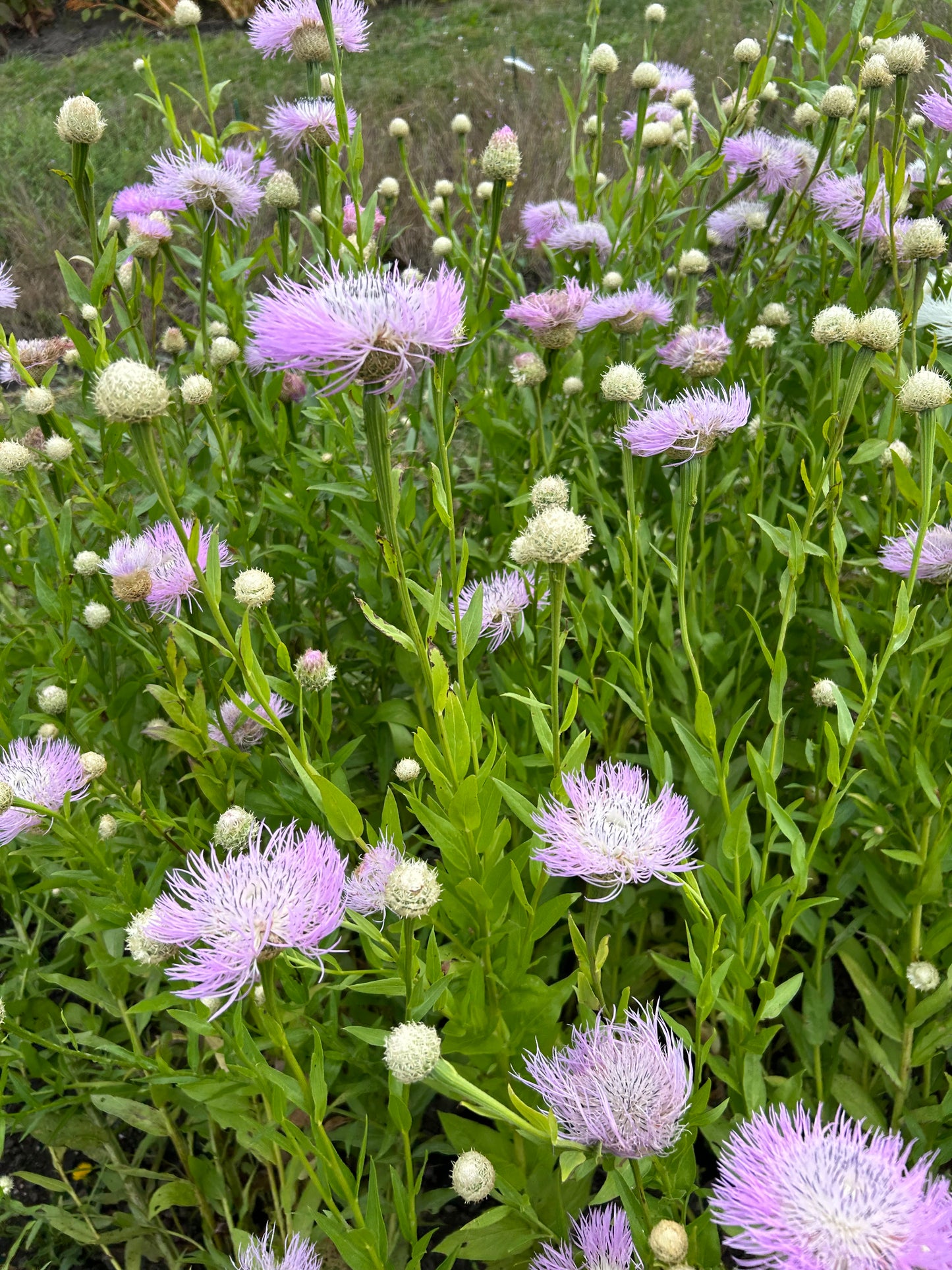 CENTAUREA americana Aloha Rosa