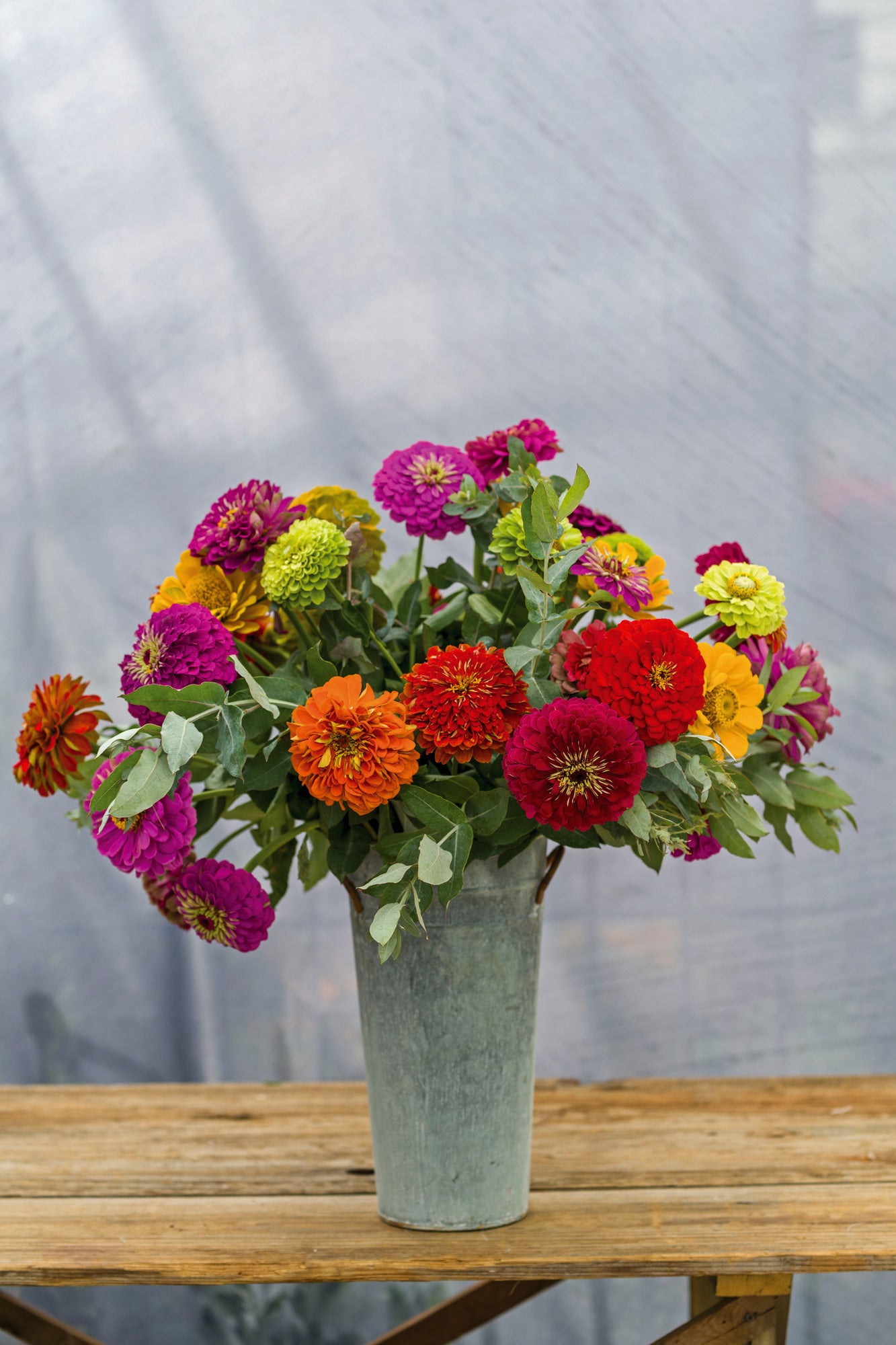 Zinnia elegans
Benary's Giant Mix