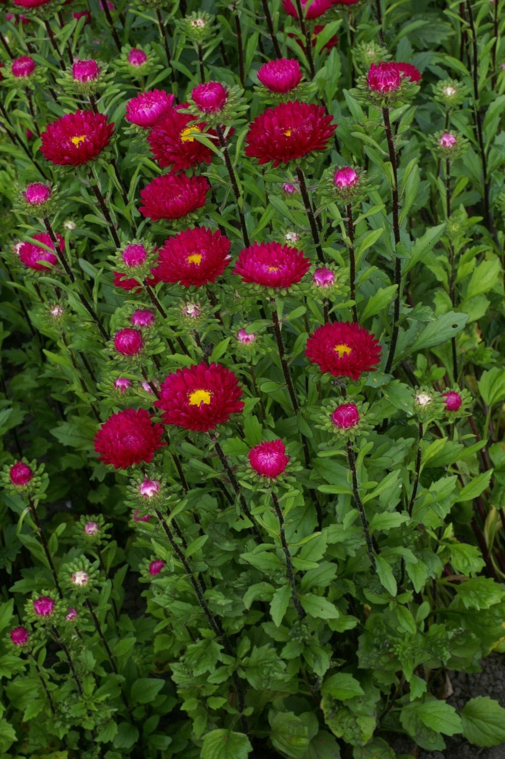 CALLISTEPHUS chinensis QIS® Matsumoto Red