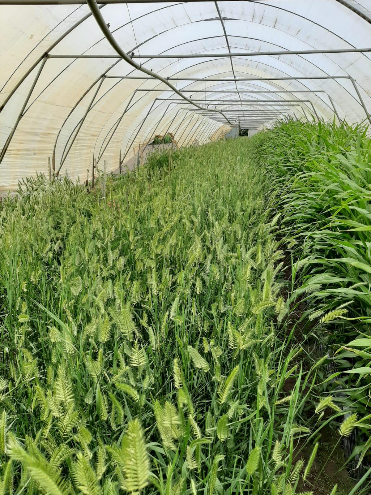 Wangenheimia lima 'Vulcan'