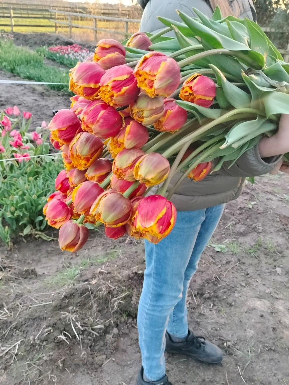 Tulpen Bollen Mix – Bijzondere Collectie (Franse, Lelie-achtige, Parrot, Dubbel & Franje Tulpen)
