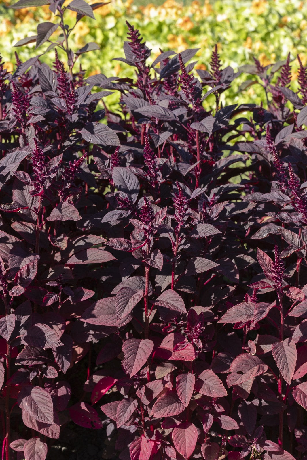 AMARANTHUS cruentus Velvet Curtains