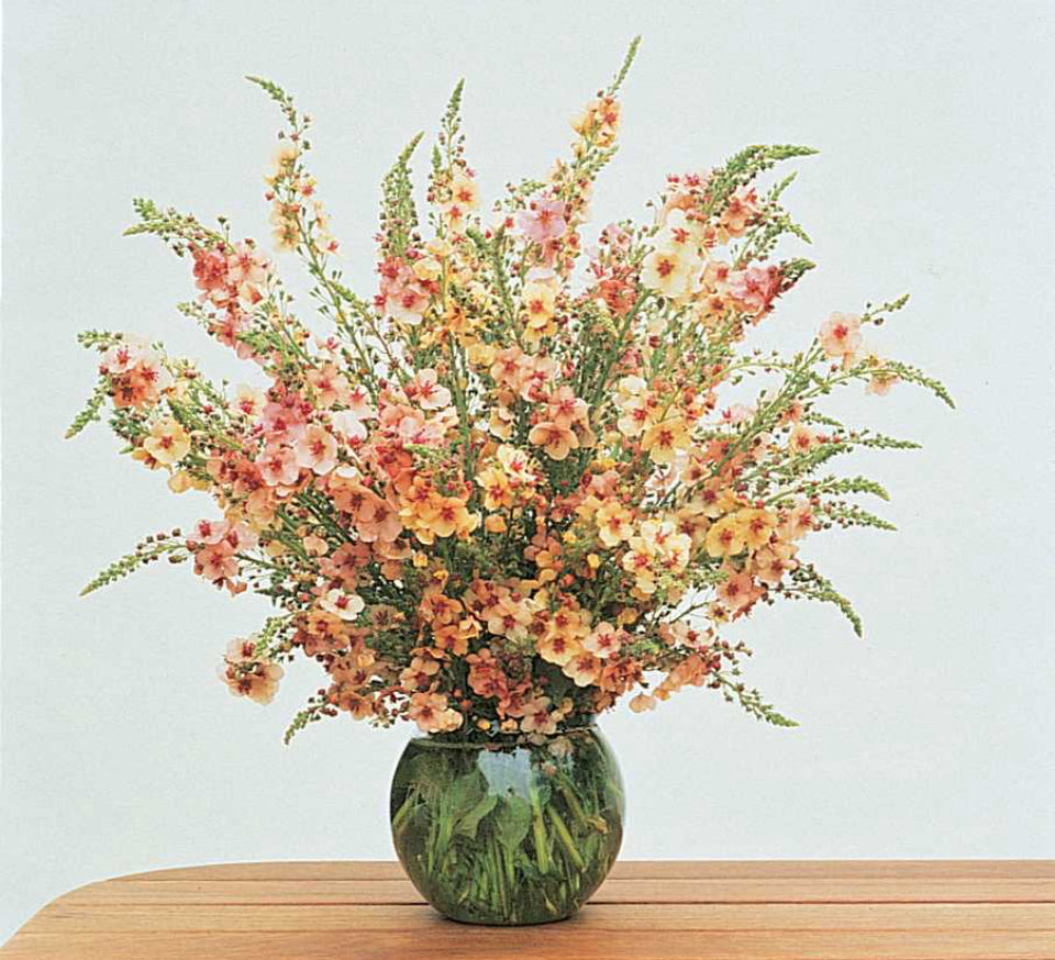 Verbascum Southern Charm