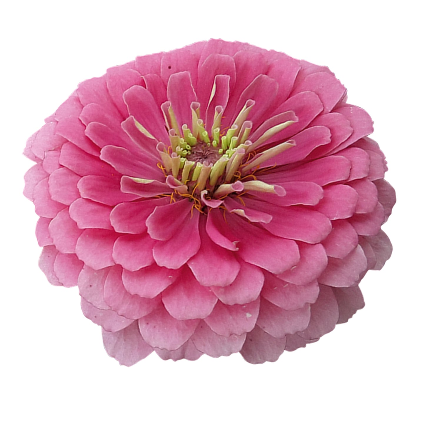 Zinnia elegans
Benary's Giant Bright Pink