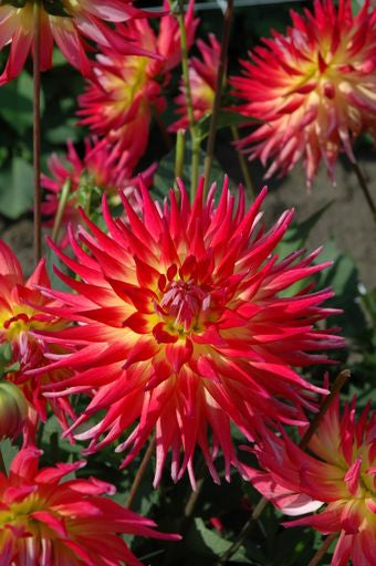Dahlia Electric Flash | Cactus Of Semicactus