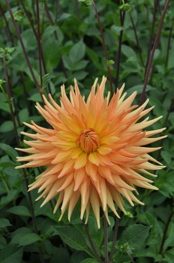 Dahlia Gold Crown | Cactus Of Semicactus
