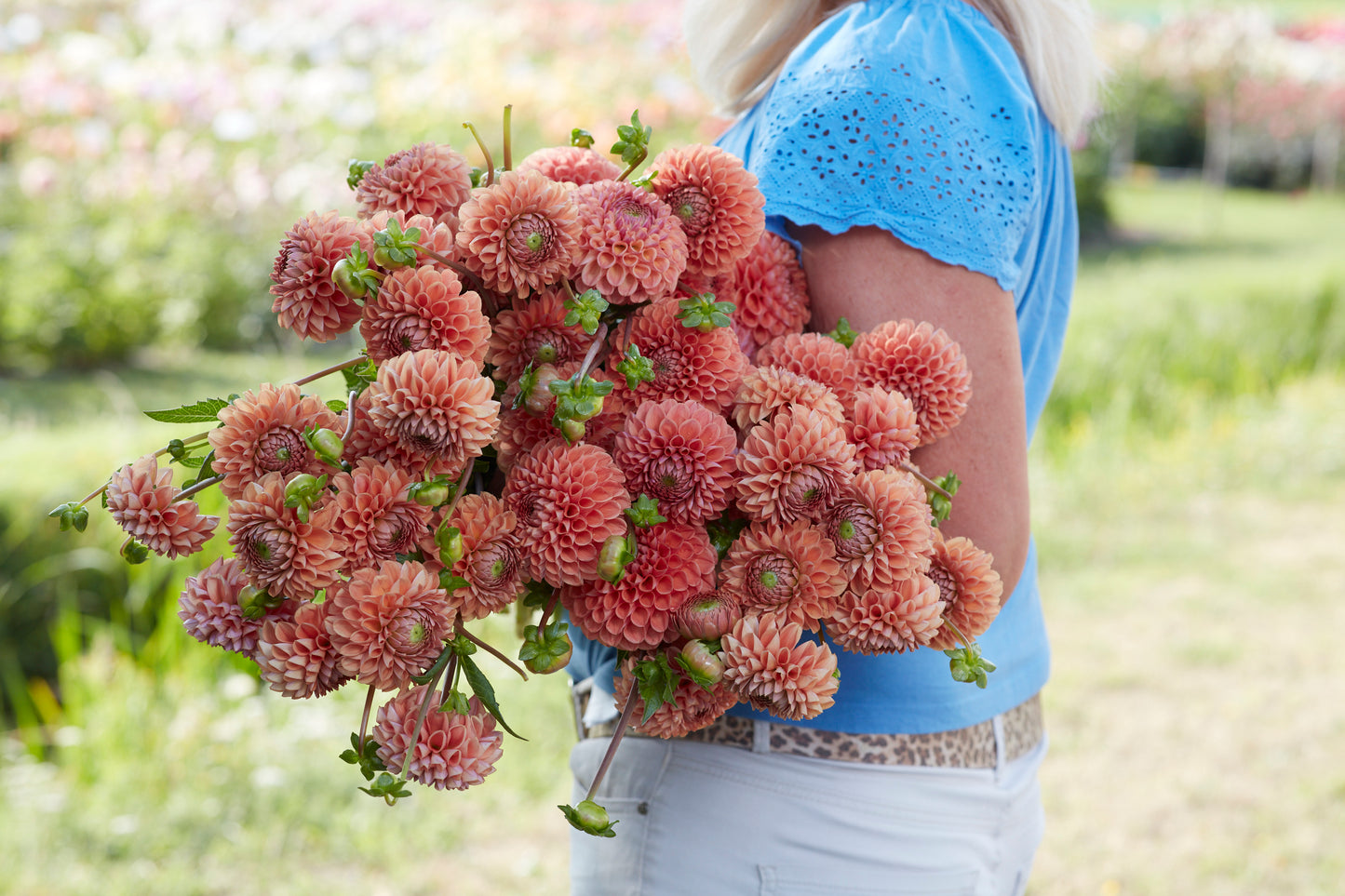 Dahlia Cornel Ball