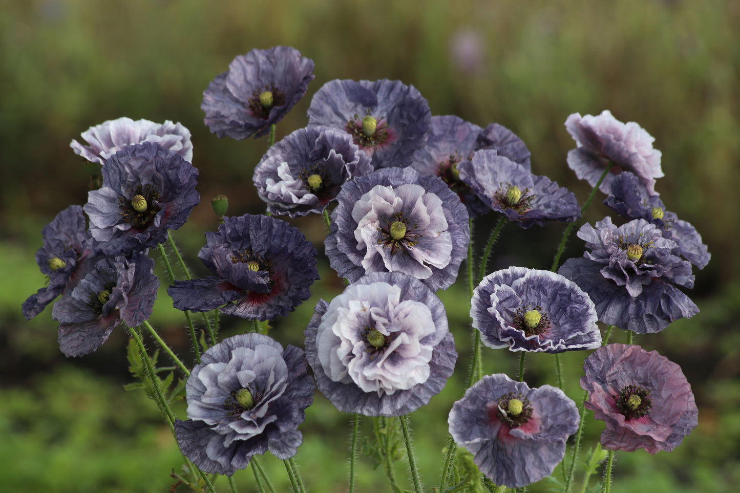 Papaver Amazing Grey,