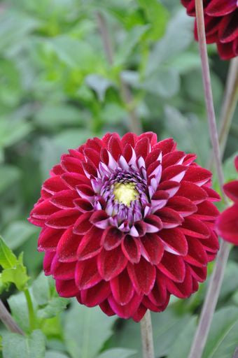 Dahlia Embassy | Ball