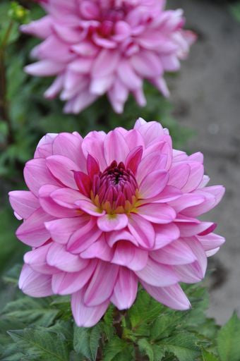 Dahlia Jan Vanderzijden | Decorative Flowered