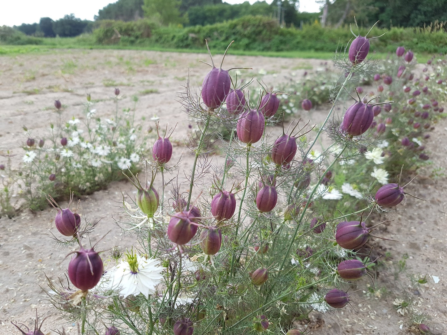 NIGELLA damascena Black Pod