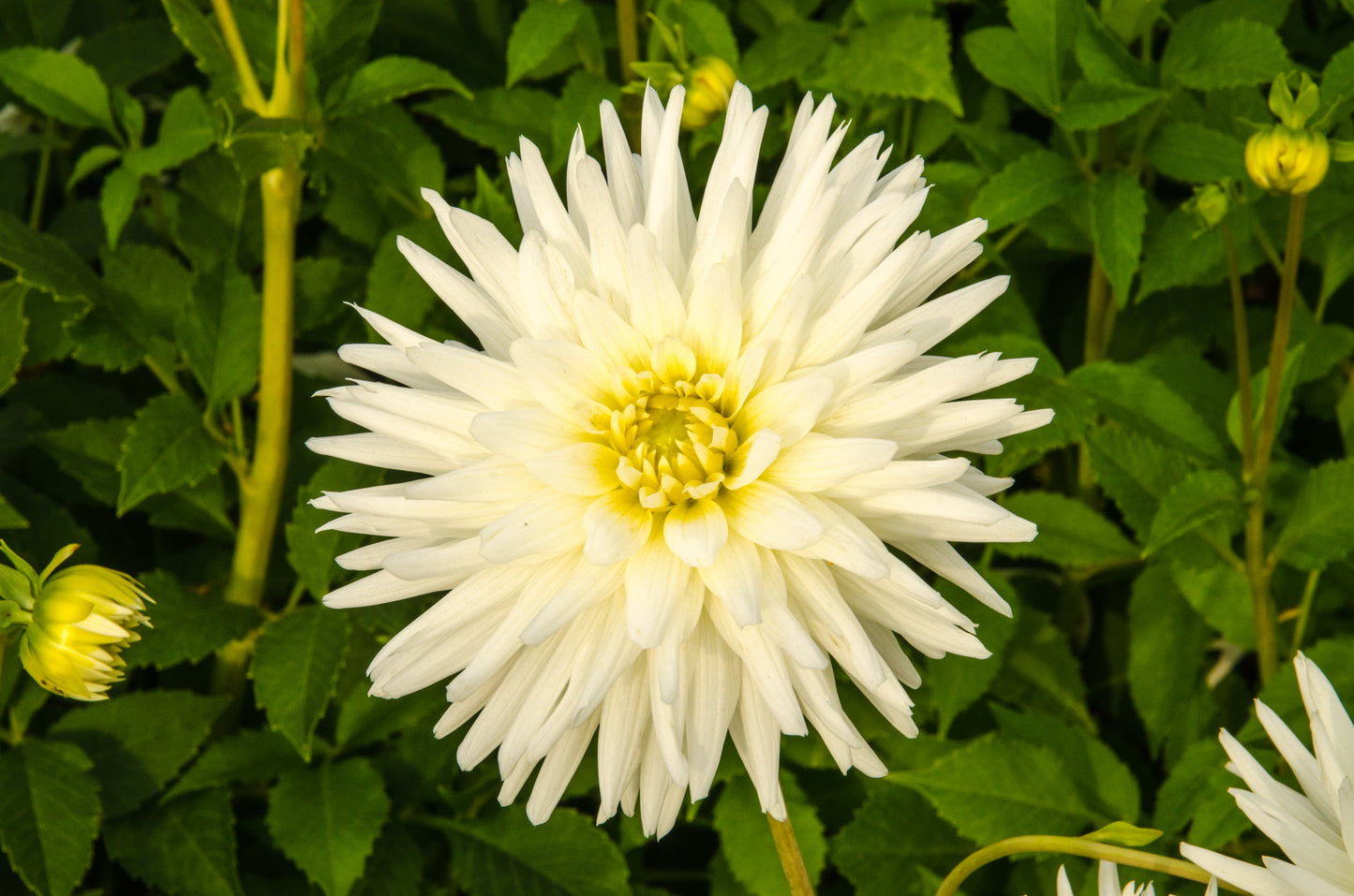 Dahlia My Love