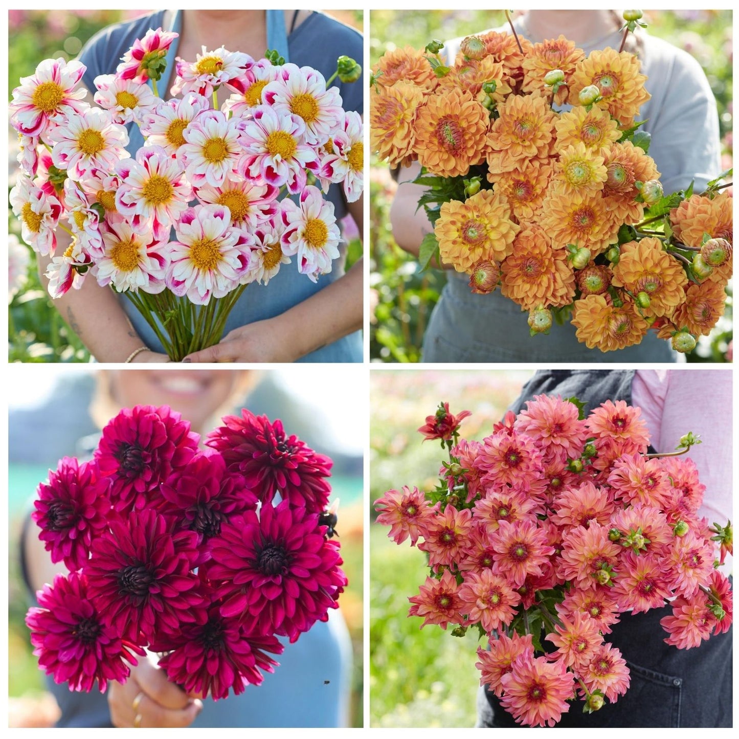 Dahlia Mix – 30 bloembollen - Unieke collectie met verschillende Dahlia's
