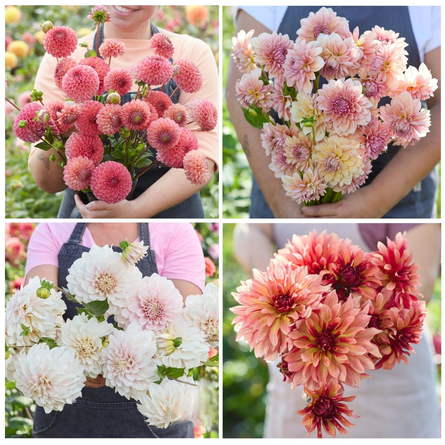 Dahlia Mix – 15 bloembollen - Unieke collectie met verschillende Dahlia's
