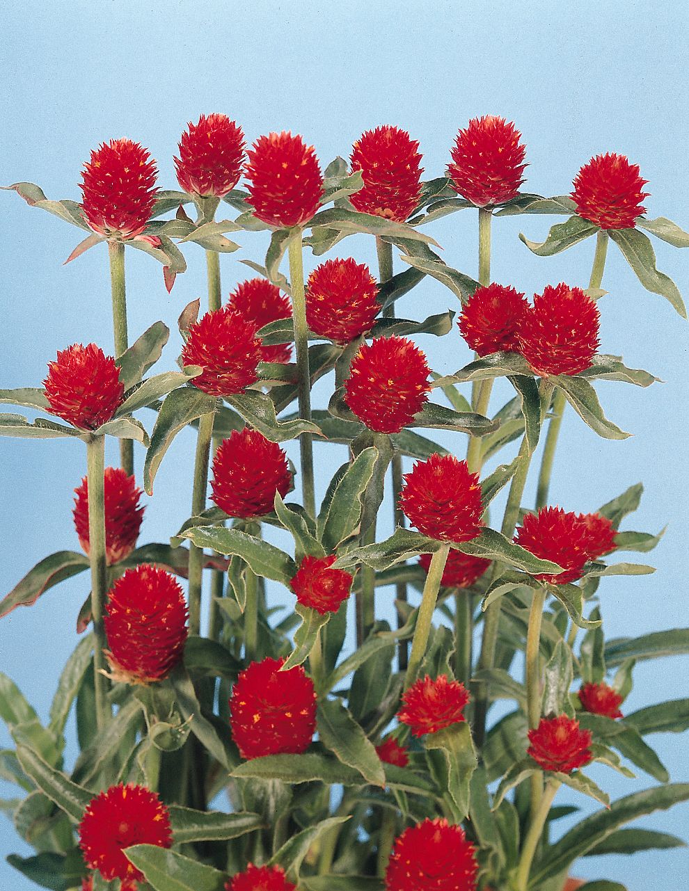 GOMPHRENA haageana QIS® Red