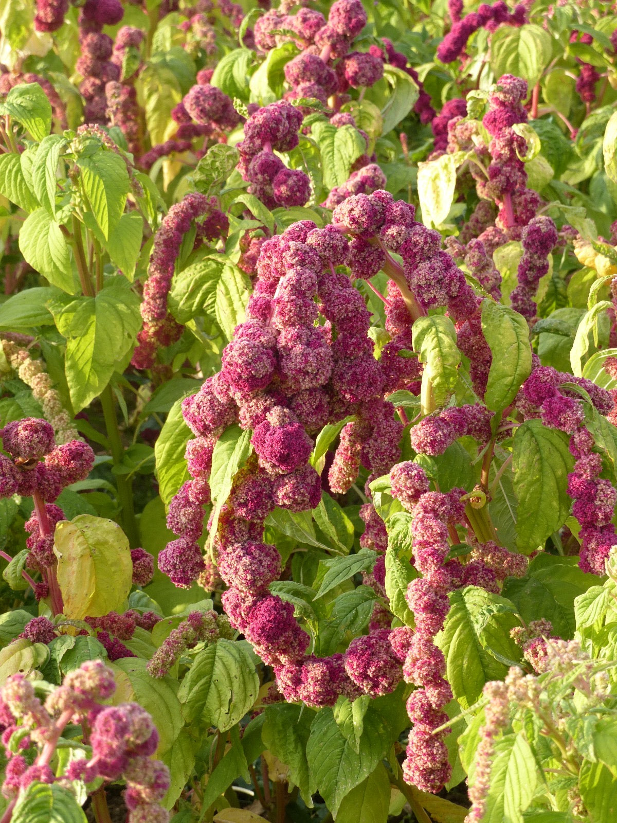 AMARANTHUS caudatus Mira red and green plumes