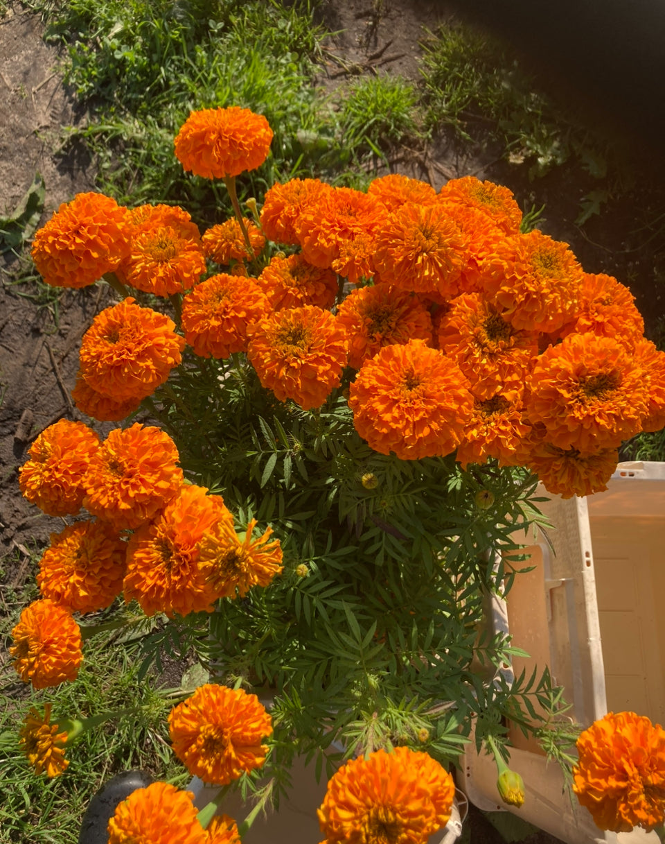 Tagetes Kees Orange