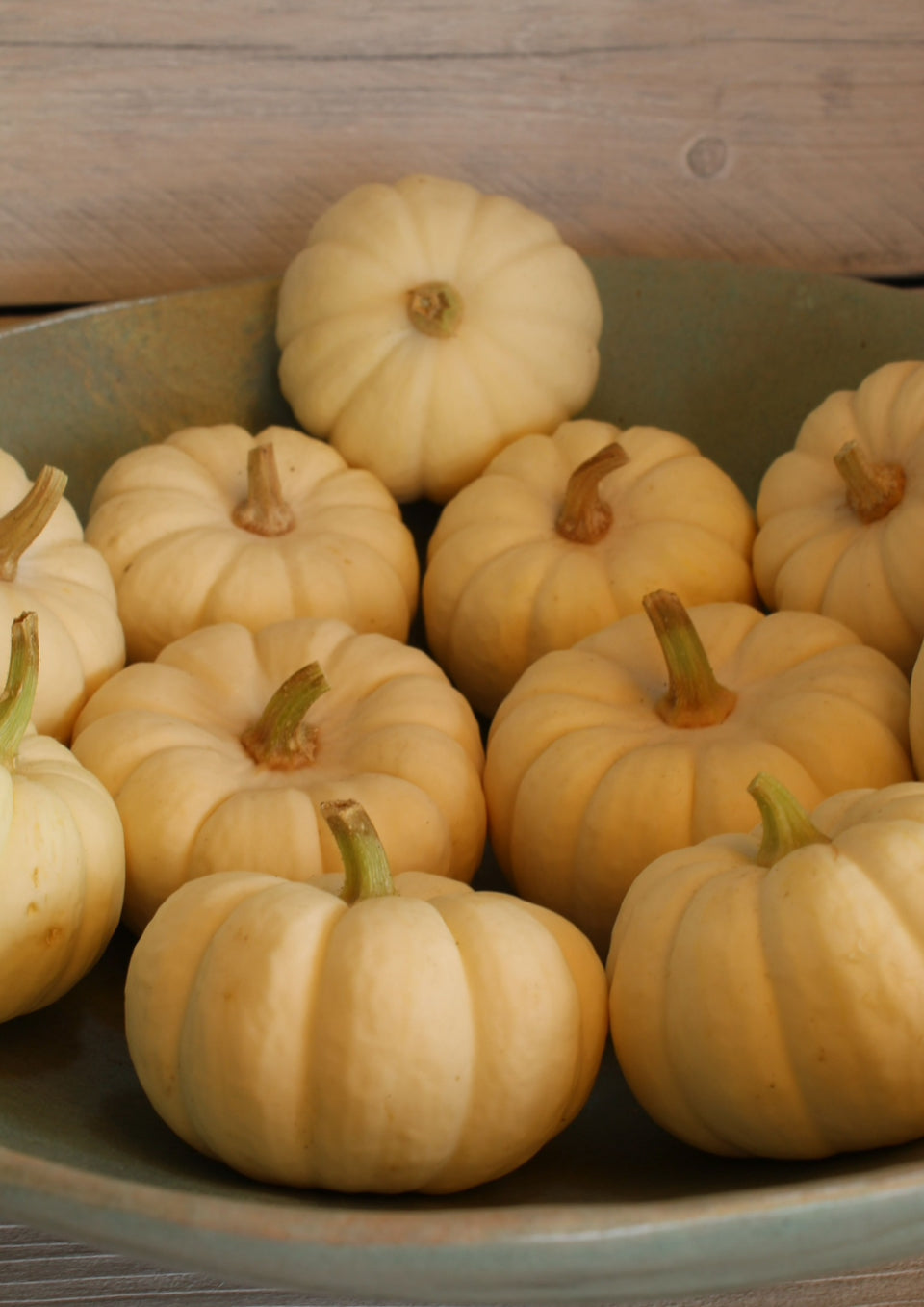 Cucurbita pepo Baby Blue