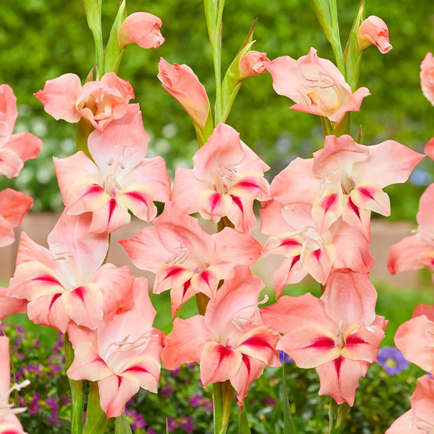 Bol - Gladiolus nanus Nathalie