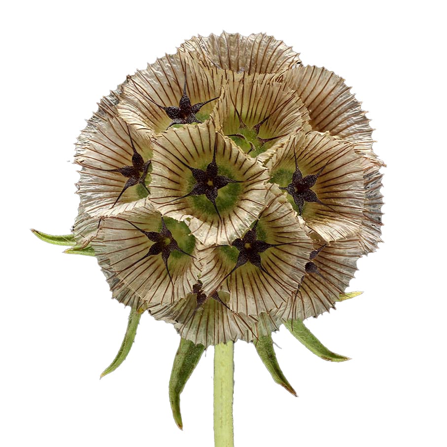 Scabiosa stellata White (Drumstick)