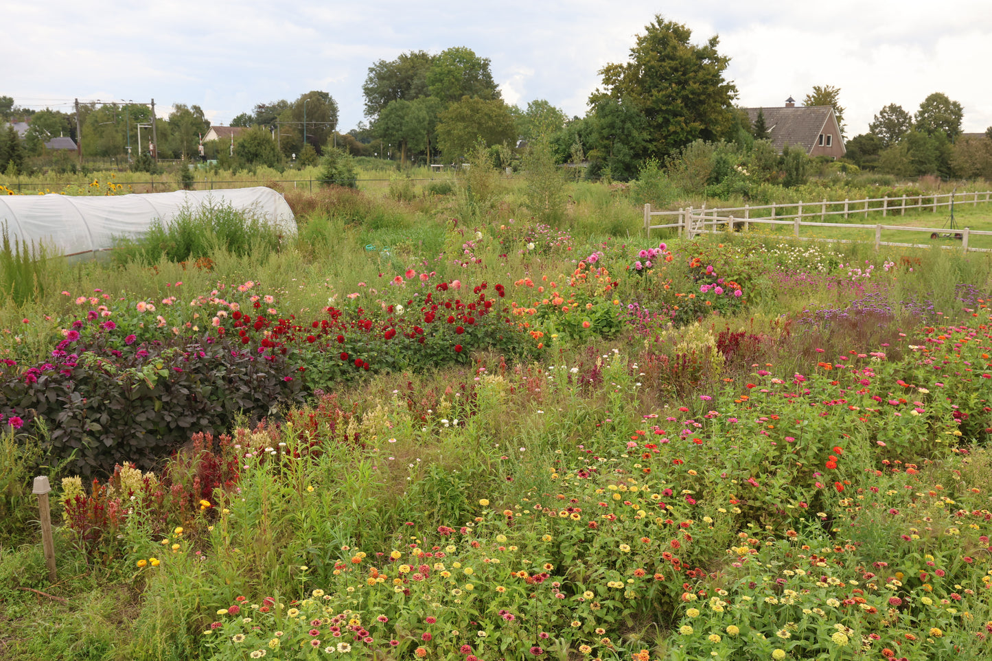 Zadencollectie voor Duurzame Droogbloemen