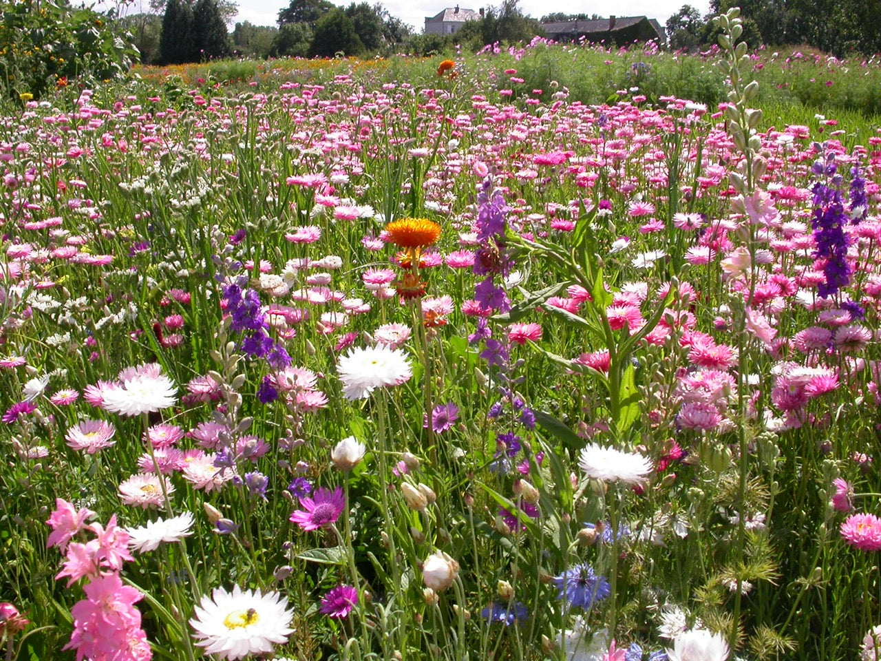 Droogbloemen Zaden Mix - handgemaakte droogbloemen - biologische droogbloemen