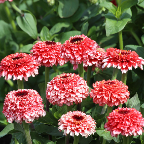 Zinnia elegans Zinderella Fizz