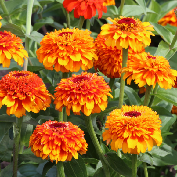 Zinnia elegans Zinderella Zest