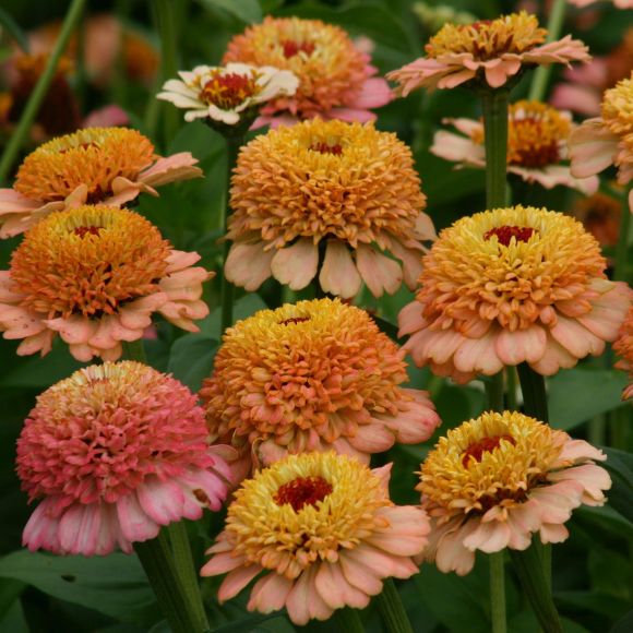 Zinnia elegans Zinderella Peach