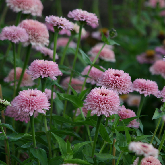 Zinnia elegans Zinderella Lilac