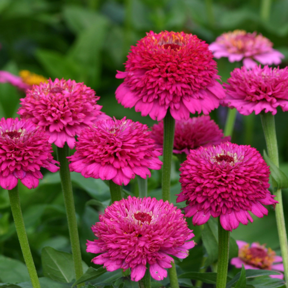 Zinnia elegans Zinderella Purple