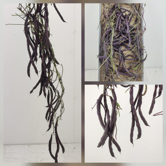 Phaseolus vulgaris Blauhilde