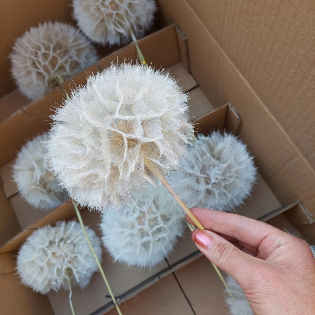 Droogbloem - Pluizenbol