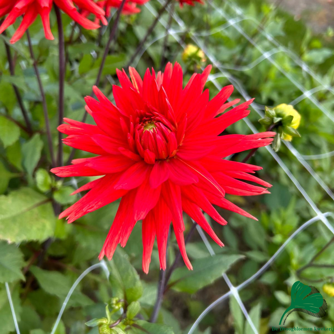 Dahlia Berger's Rekord | Cactus Of Semicactus