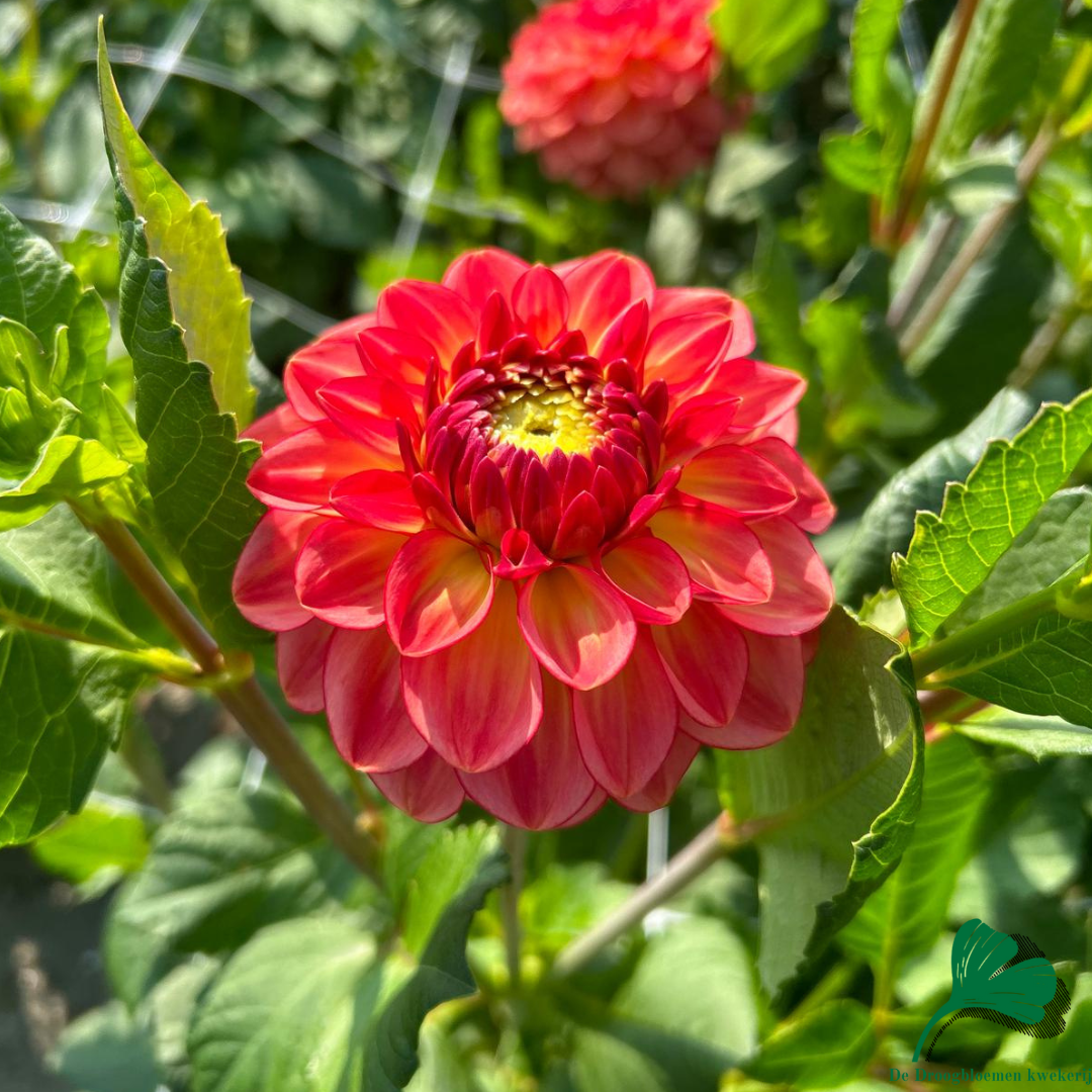 Dahlia Chapeau Bas | Ball