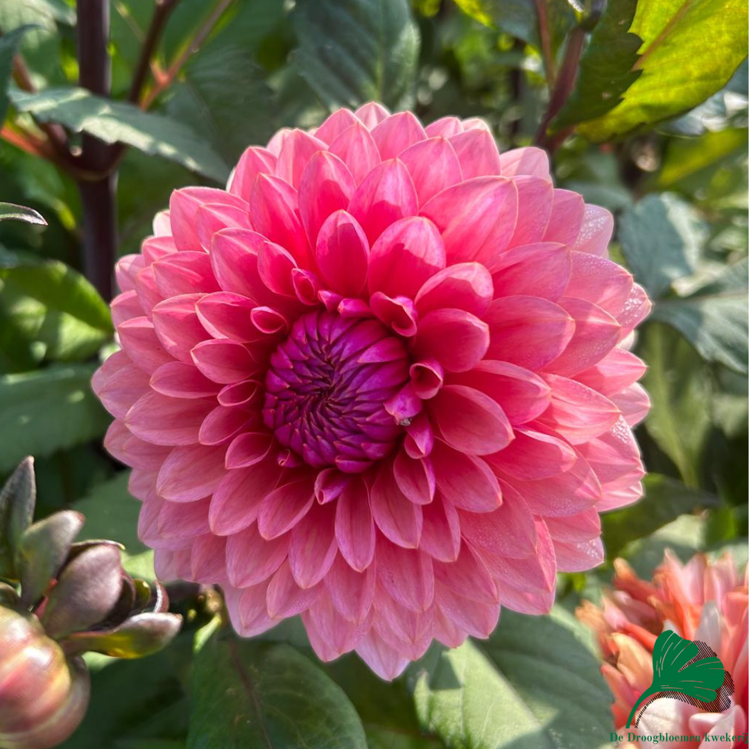 Dahlia Sweet Sanne | Decorative Small Flowered